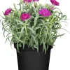 Nelke Dianthus H ca 15 cm 10,5 cm Topf