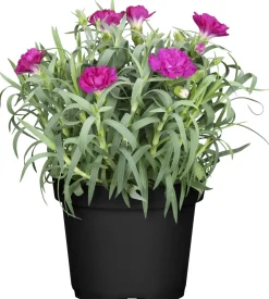 Nelke Dianthus H ca 15 cm 10,5 cm Topf