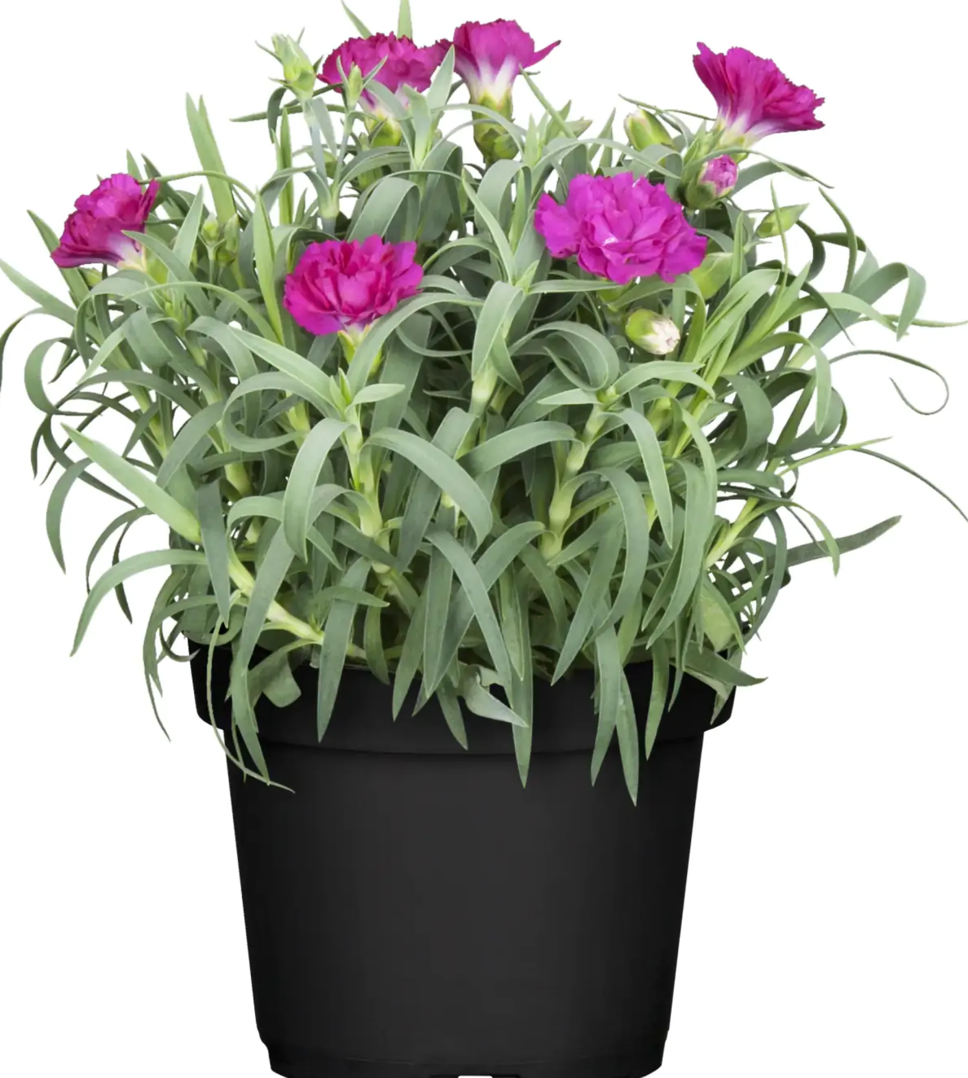 Nelke Dianthus H ca 15 cm 10,5 cm Topf