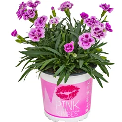 Nelke Dianthus Pink Kisses 10,5 cm Topf