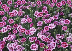 Nelke Dianthus Pink Kisses 10,5 cm Topf