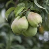 Obstbaum Birne 5 Liter Container