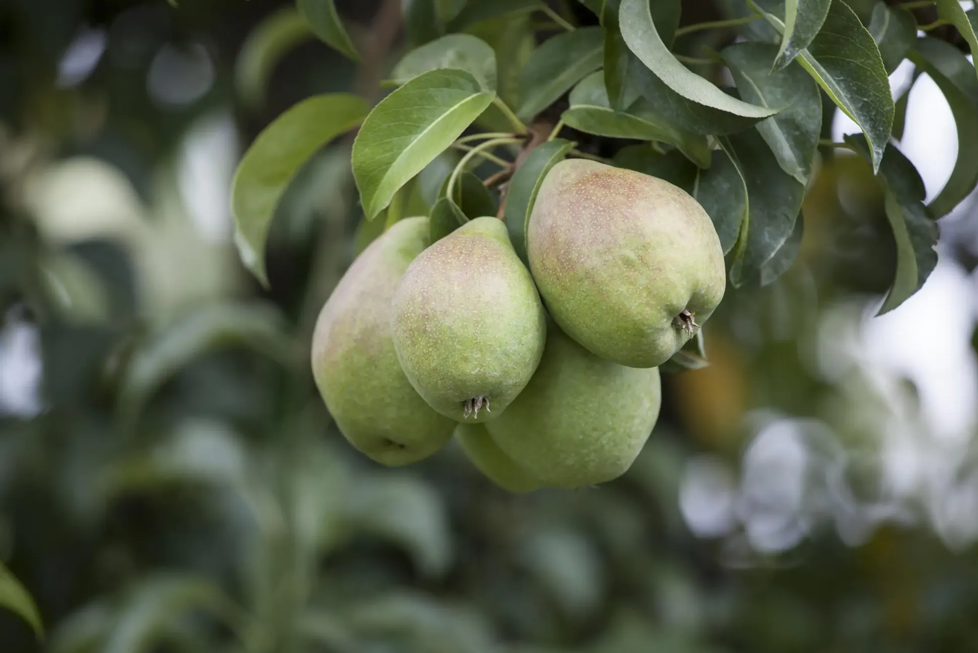 Obstbaum Birne 5 Liter Container