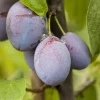 Obstbaum Pflaume 5 Liter Container
