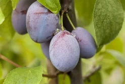 Obstbaum Pflaume 5 Liter Container