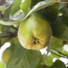 Obstbaum Quitte 5 Liter Container