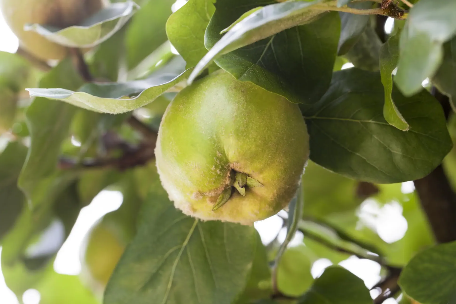 Obstbaum Quitte 5 Liter Container