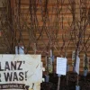 Obstbäume in Sorten 5 L Container