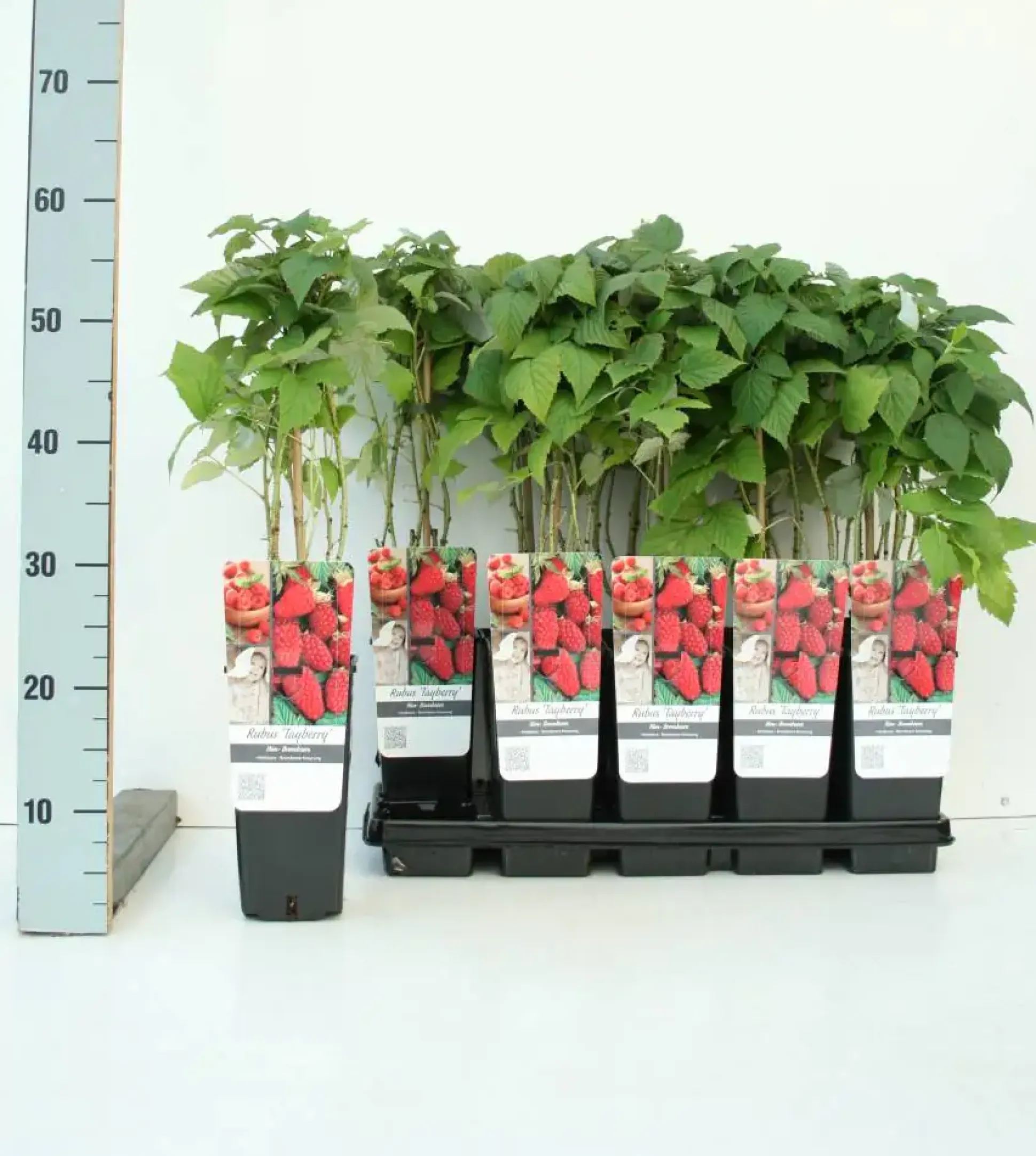 Obststrauch Brombeere 2 L Eck-Container