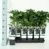 Obststrauch Brombeere Black Satin 2 L Eckcontainer