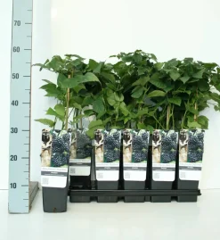 Obststrauch Brombeere Black Satin 2 L Eckcontainer