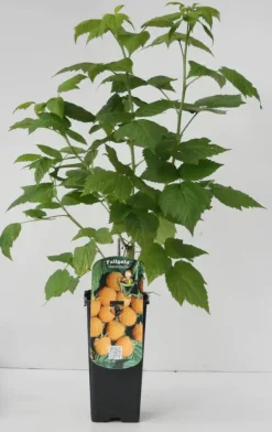 Obststrauch Goldgelbe Himbeere 2 L Container