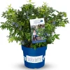 Obststrauch Heidelbeere 4,6 L Container