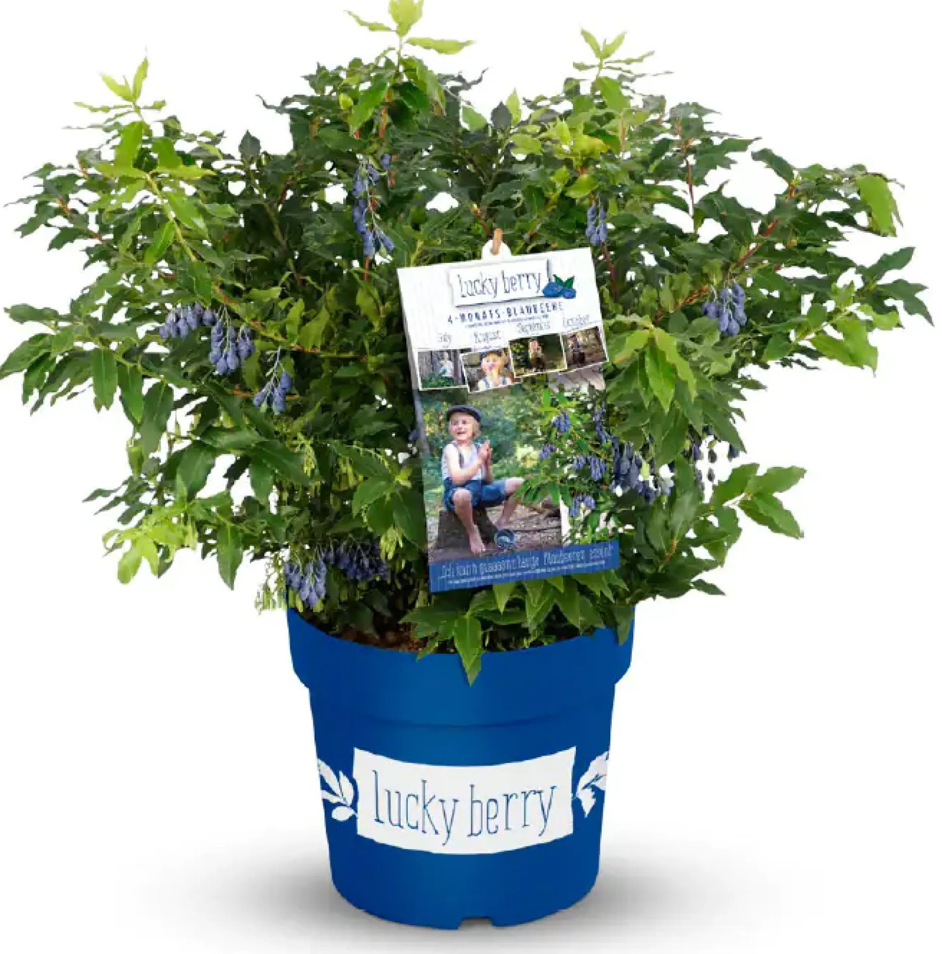 Obststrauch Heidelbeere 4,6 L Container