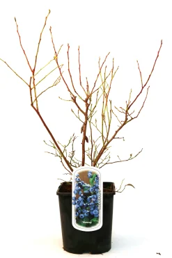 Obststrauch Heidelbeere 5 L Container