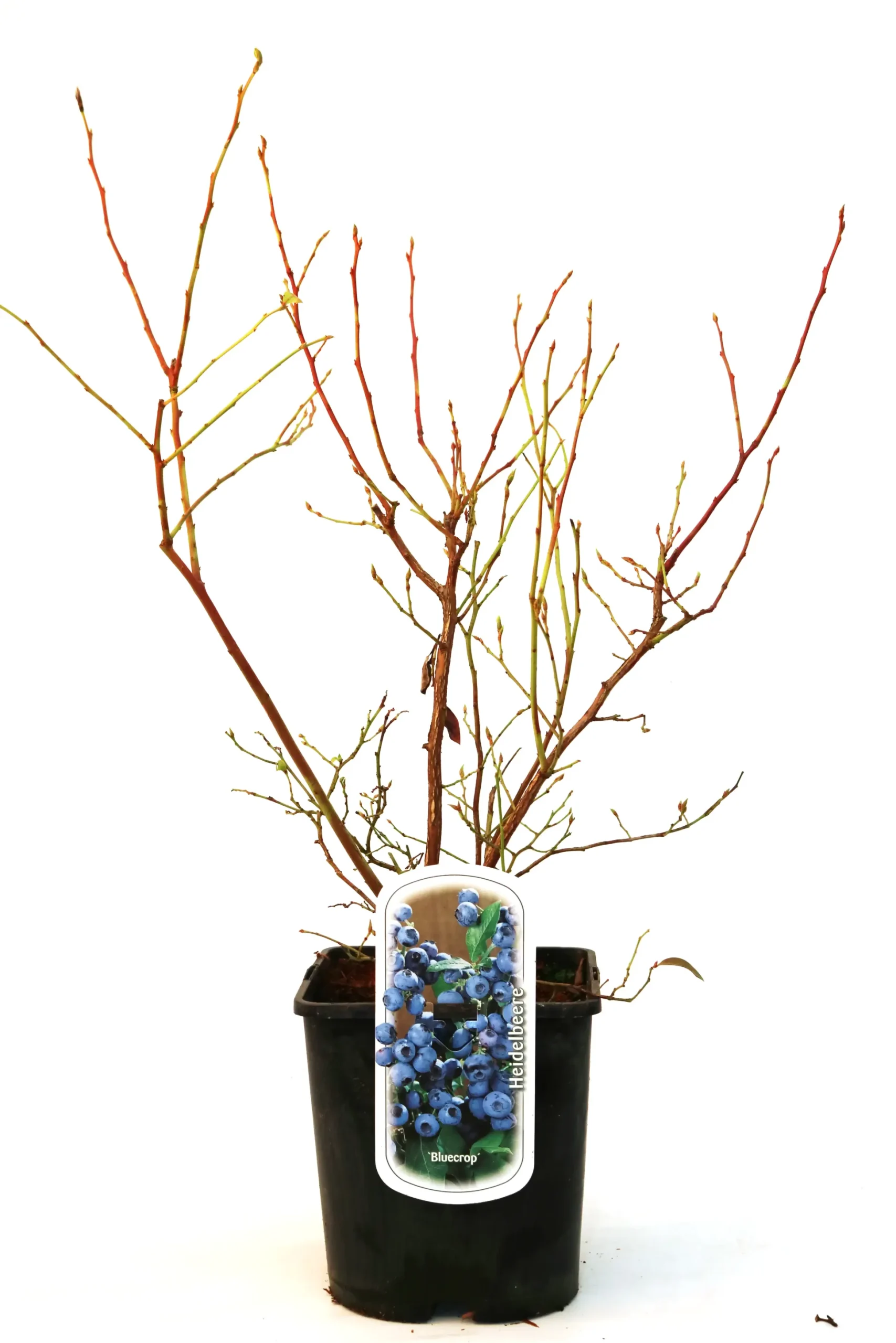 Obststrauch Heidelbeere 5 L Container