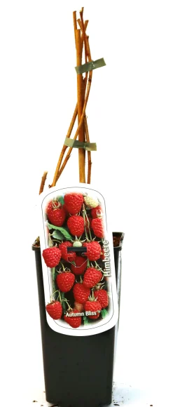 Obststrauch Himbeere 2 L Eck-Container