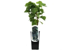 Obststrauch Johannisbeere H ca 45 cm 2 L Eckcontainer