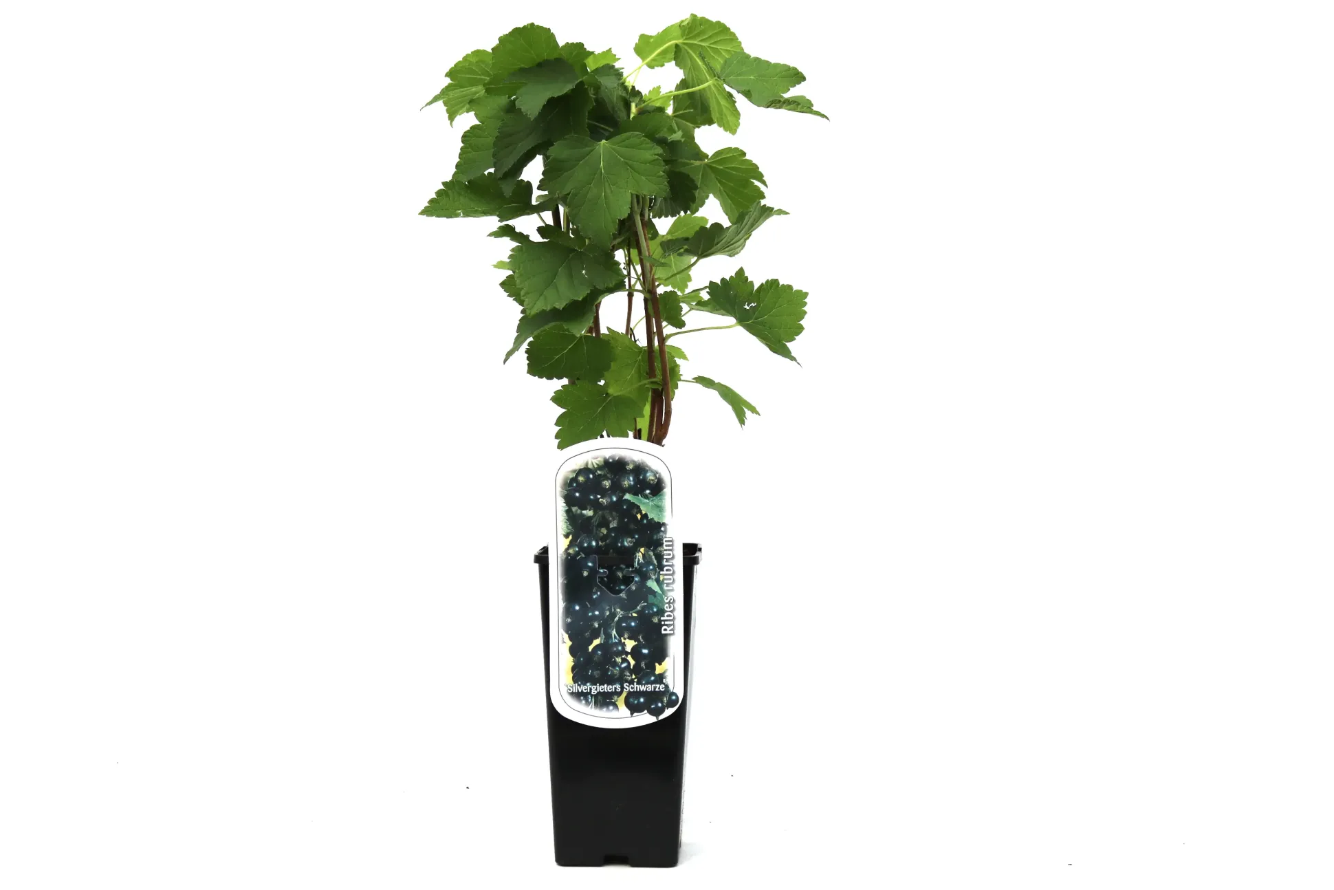 Obststrauch Johannisbeere H ca 45 cm 2 L Eckcontainer