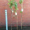 Obststrauch Johannisbeere in Farben 3 l Container