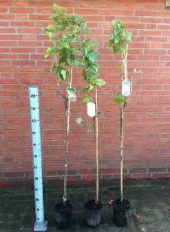Obststrauch Johannisbeere in Farben 3 l Container