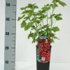 Obststrauch Rote Johannisbeere 2 L Eck-Container