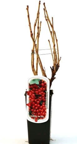 Obststrauch Rote Johannisbeere 2 L Eck-Container