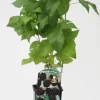 Obststrauch Schwarze Himbeere 2 L Eckcontainer