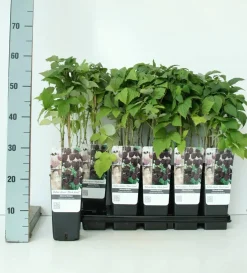 Obststrauch Schwarze Himbeere 2 L Eckcontainer