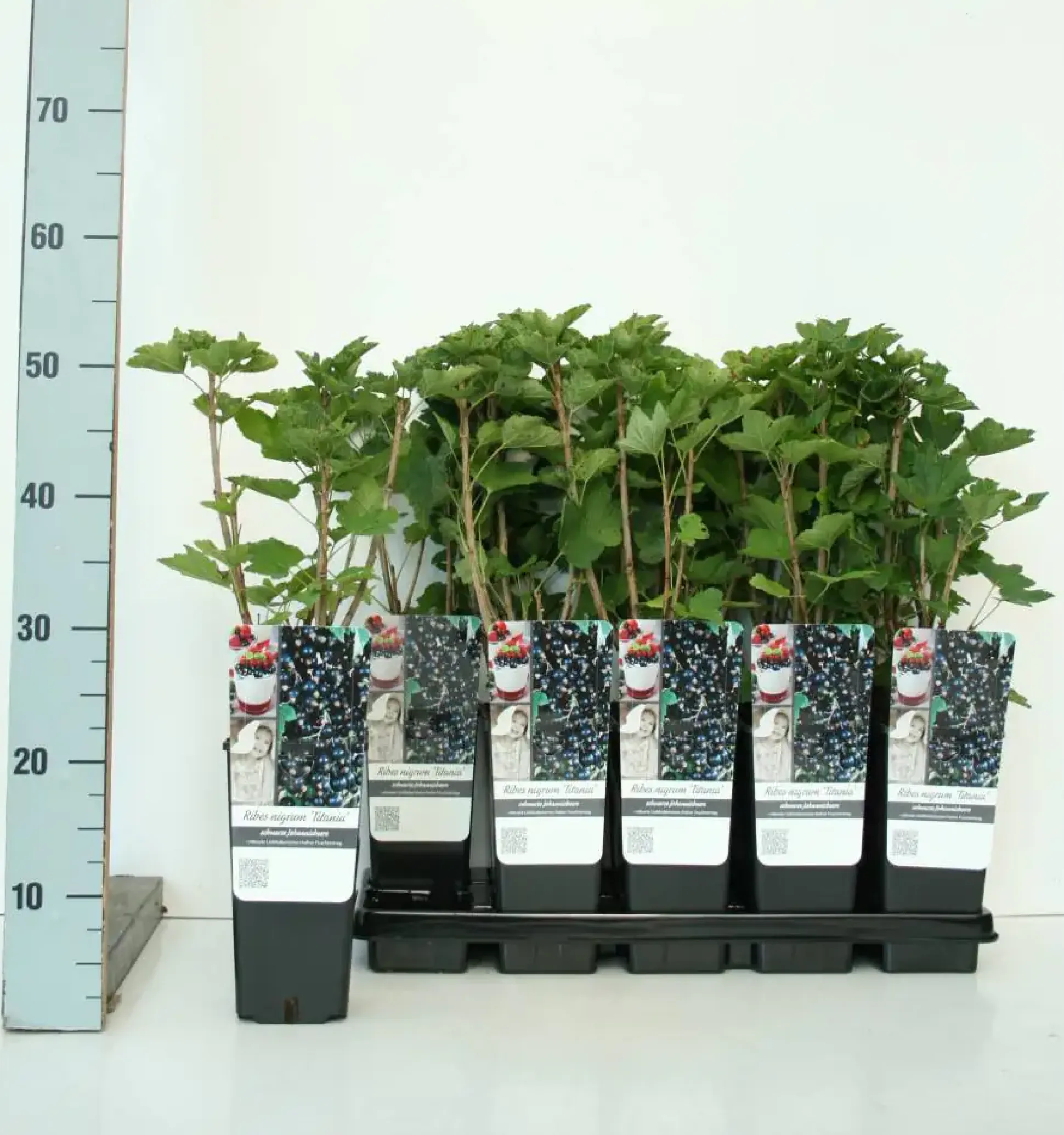 Obststrauch Schwarze Johannisbeere Titania 2 L Container