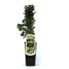 Obststrauch Stachelbeere H ca 45 cm 2 L Container