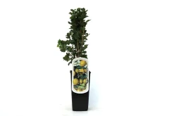 Obststrauch Stachelbeere H ca 45 cm 2 L Container