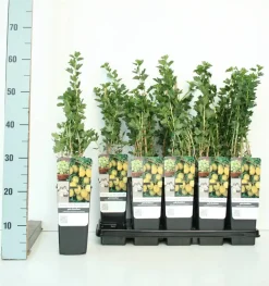 Obststrauch Stachelbeere Hinnonmäki gelb 2 L Eck-Container