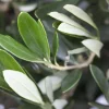 Olea Europaea Olivenbaum 90 cm 19 cm Topf