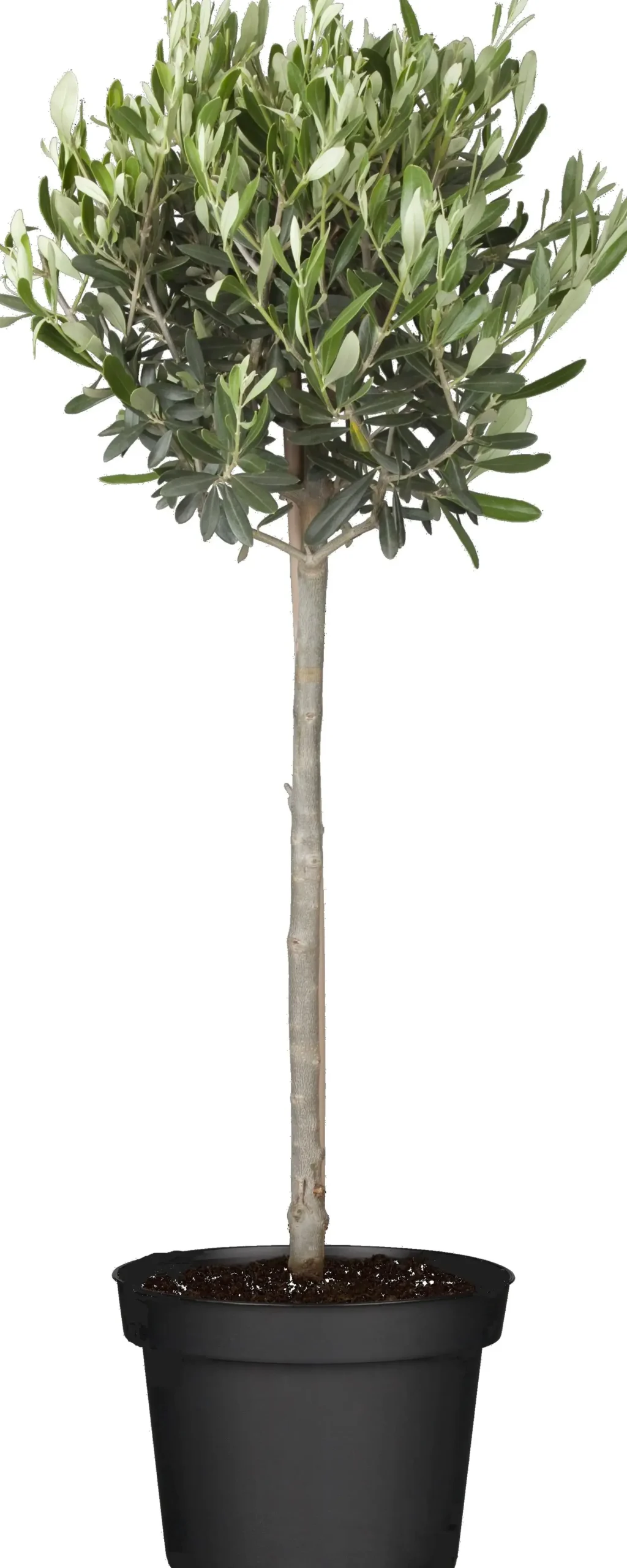 Olea Europaea Olivenbaum 90 cm 19 cm Topf