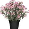 Oleander Busch H ca. 60 cm 20 cm Topf