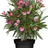 Oleander Busch Nerium oleander H 35 cm 14 cm Topf