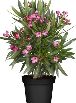 Oleander Busch Nerium oleander H 35 cm 14 cm Topf