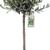 Olivenbaum 20 cm Topf