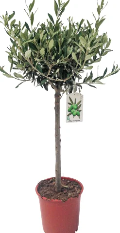 Olivenbaum 20 cm Topf