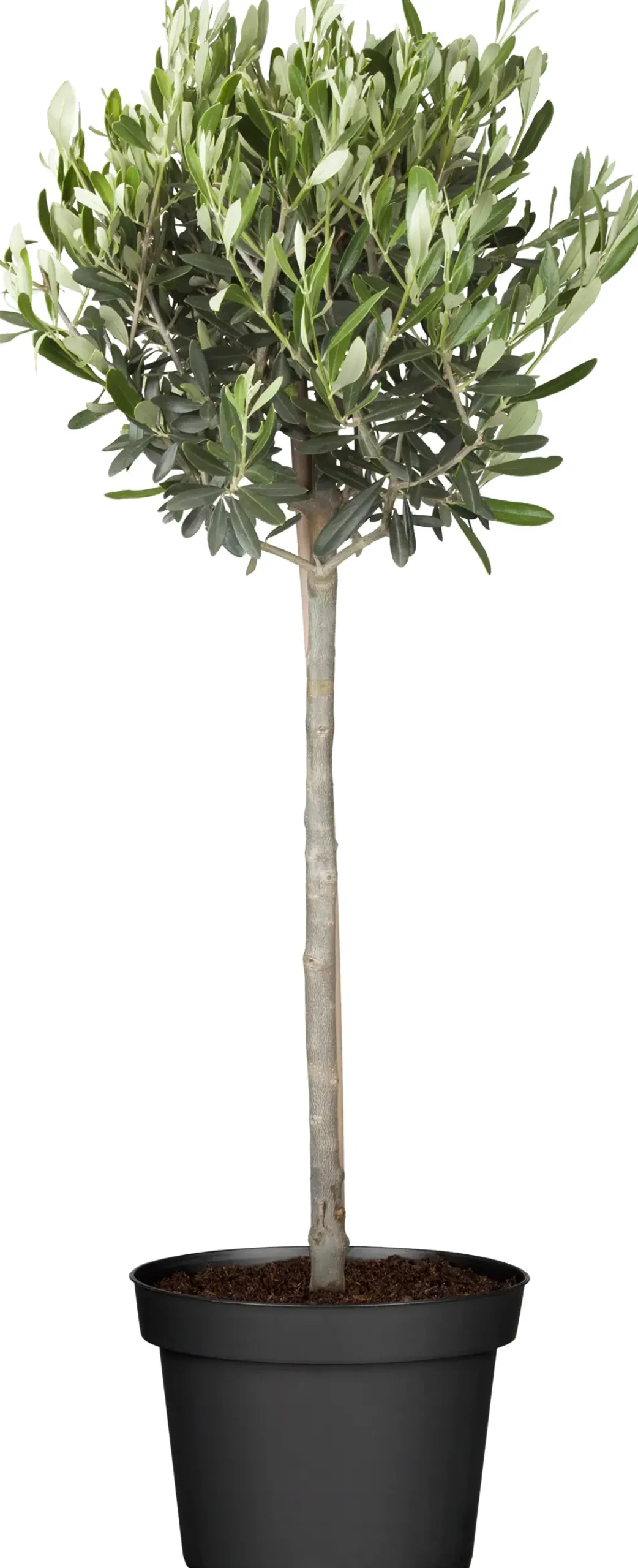 Olivenbaum 20 cm Topf