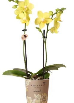 Orchidee Phalaenopsis Kolibrie 2 Triebe 9 cm Topf ca. 40 cm hoch