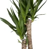 Palmlilie Yucca 2 Stämme H ca. 80 cm 17 cm Topf