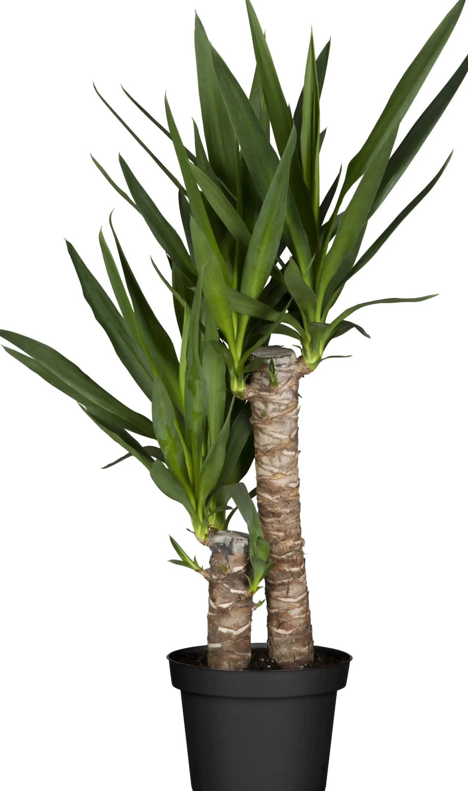 Palmlilie Yucca 2 Stämme H ca. 80 cm 17 cm Topf