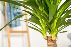 Palmlilie Yucca 2 Stämme H ca. 80 cm 17 cm Topf