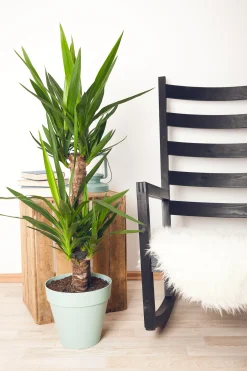 Palmlilie Yucca 2 Stämme H ca. 80 cm 17 cm Topf