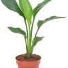 Paradiesvogelblume Strelitzia Reginea H 40 cm, 12 cm Topf
