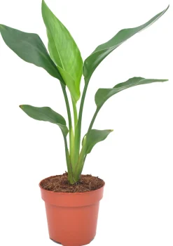 Paradiesvogelblume Strelitzia Reginea H 40 cm, 12 cm Topf