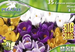 Pegasus BigBag Großblumiger Krokus Mischung Crocus vernus