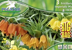 Pegasus Blumenzwiebeln BigBag Fritillaria Kaiserkronen Mix Inhalt: 3 Stück